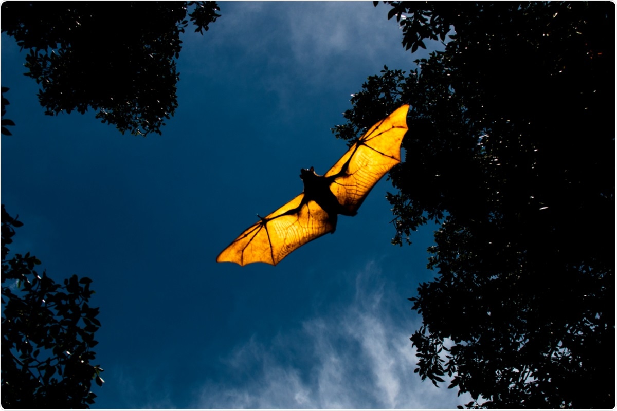 Study: Retroviruses of Bats: a Threat Waiting in the Wings?. Image Credit: Rob D the Baker/ Shutterstock