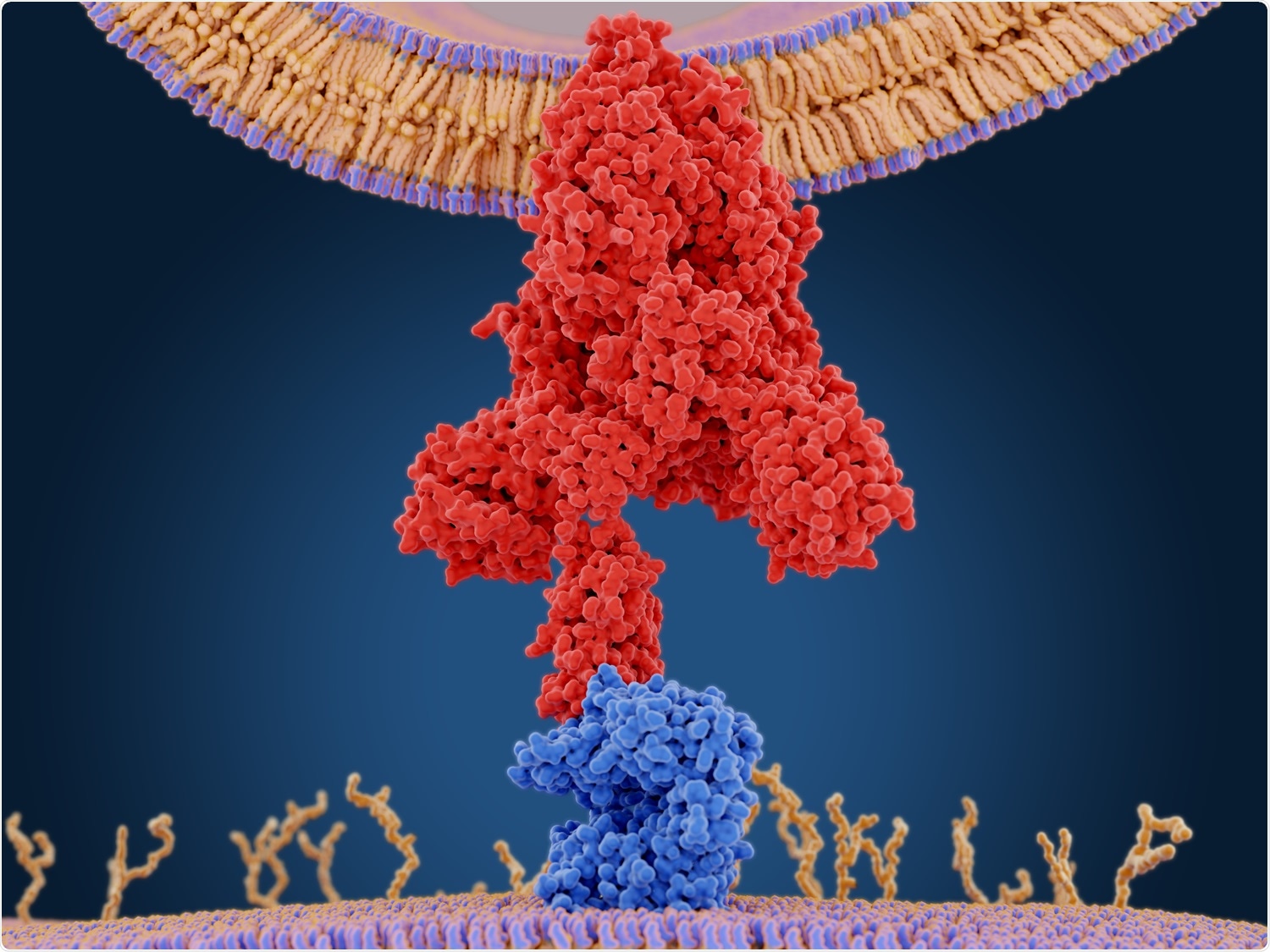 Study: Broad ultra-potent neutralization of SARS-CoV-2 variants by monoclonal antibodies specific to the tip of RBD. Image Credit: Juan Gaertner / Shutterstock