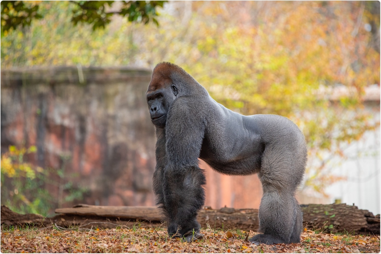 Gorilla in Atlanta zoo. Image Credit: Joan Voltaire / Shutterstock