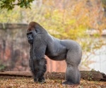 Gorillas at Atlanta Zoo have been infected by SARS-CoV-2