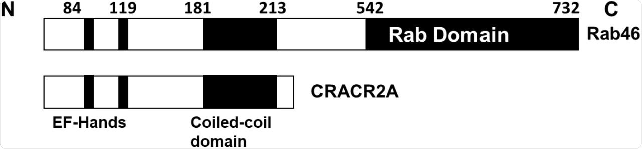Schematics of the functional domains in the EFCAB4B isoforms Rab46 and CRACR2A.