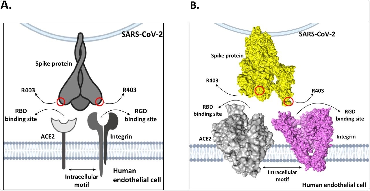 Model of dual-receptor mechanism between integrins and ACE2 to mediate enhanced tissue tropism of SARS-CoV-2 spike protein.