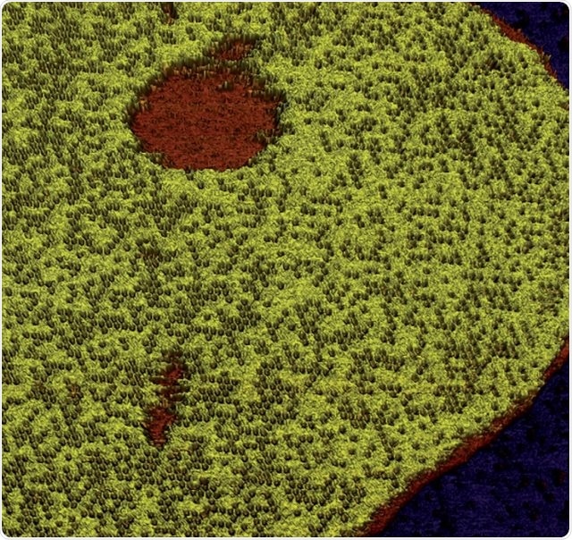 Tapping mode topography image of Annexin 5 protein on lipid membrane in buffer acquired at 40 Hz line rate showing the occupation density of centric trimers in 2D honeycomb structure. Scan size 1.3 µm × 1.3 µm, height range 8.0 nm.