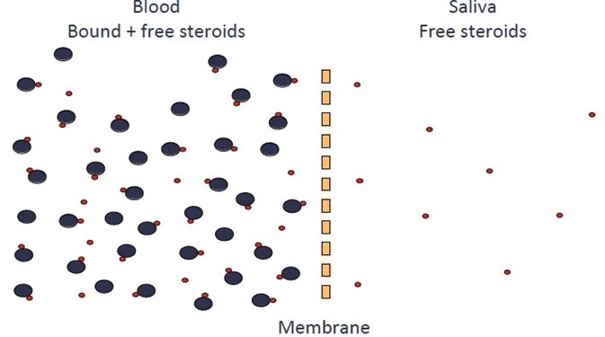 Diffusion of free steroid hormones from blood into saliva.