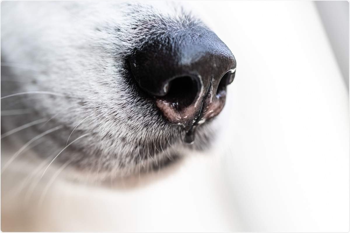 Study: Screening for SARS-CoV-2 persistence in Long COVID patients using sniffer dogs and scents from axillary sweats samples. Image Credit: Artem Orlyanskiy / Shutterstock.com