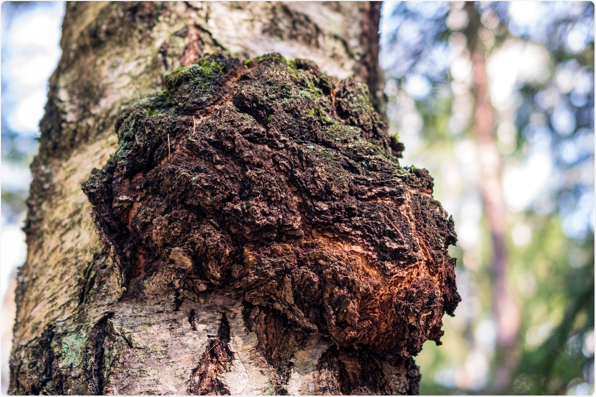 Study: Targeting SARS‐CoV‐2 with Chaga mushroom: An in silico study toward developing a natural antiviral compound. Image Credit: Eziu / Shutterstock.com