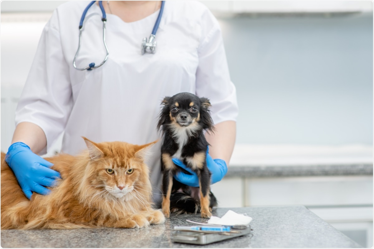 Study: Detailed epitope mapping of SARS-CoV-2 nucleoprotein reveals specific immunoresponse in cats and dogs housed with COVID-19 patients. Image Credit: Ermolaev Alexander / Shutterstock.com