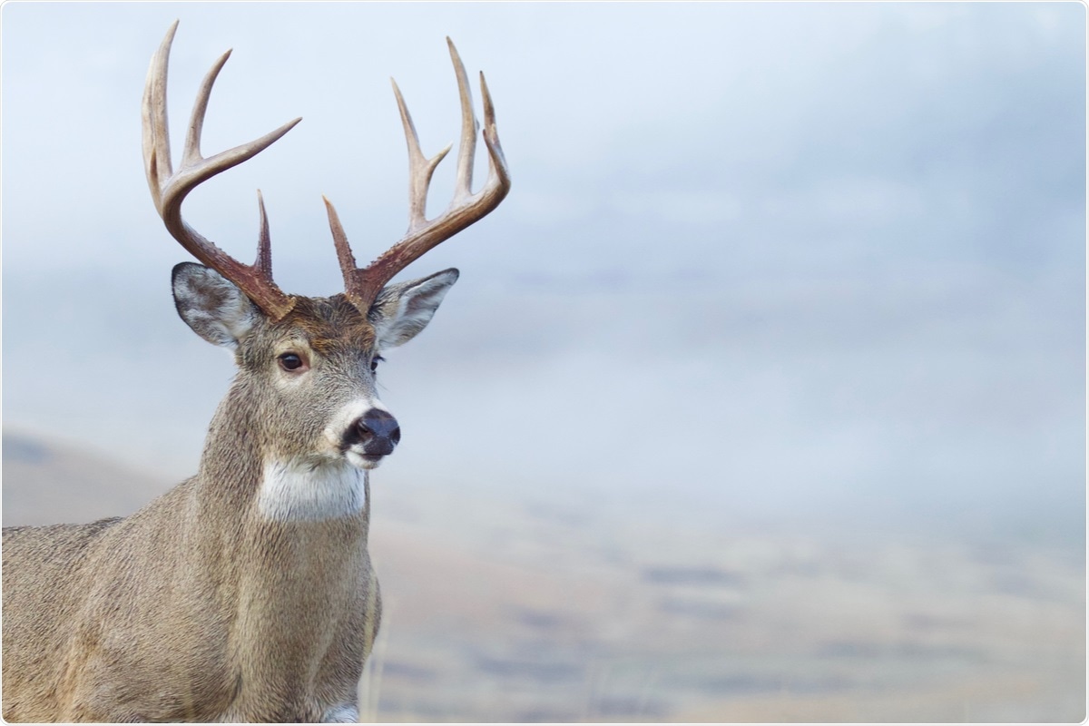 Study: High seroprevalence of SARS-CoV-2 in white-tailed deer (Odocoileus virginianus) at one of three captive cervid facilities in Texas. Image Credit: Tom Reichner / Shutterstock.com