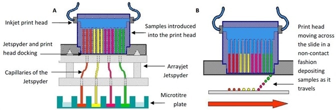Arrayjet print head and JetSpyder™ operation. The JetSpyder™ is docked to the print head, and moved to the wells of the microplate containing samples to be arrayed. 12 samples are simultaneously drawn through the JetSpyder™ into the nozzles of the print head. The nozzles of the print head contain the samples to be printed. As the print head travels in a non-contact fashion across the slide, the samples are deposited in the form of spots on the slide.