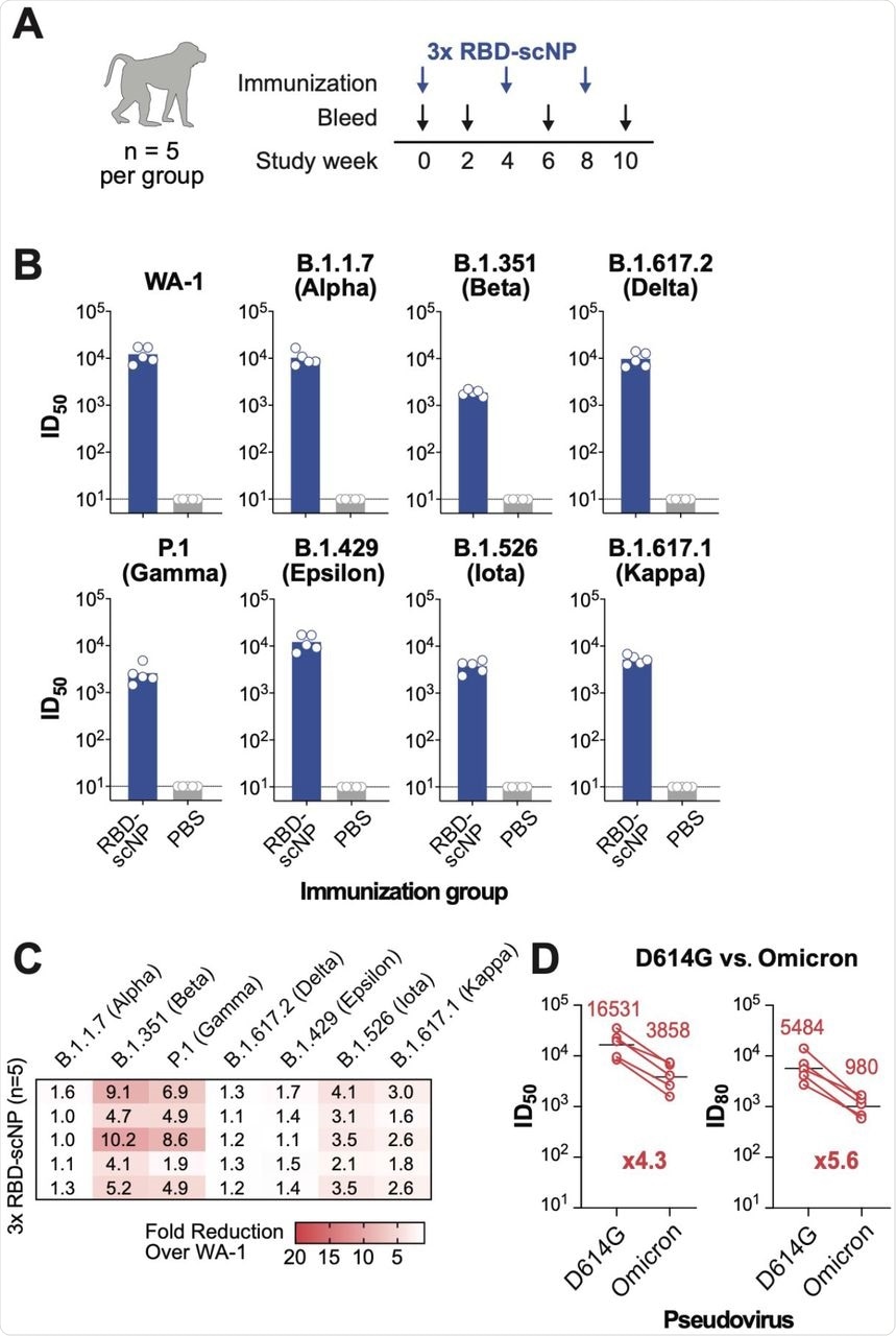 RBD-scNP vaccination elicits broad neutralizing antibodies against SARS-CoV-2 variants.