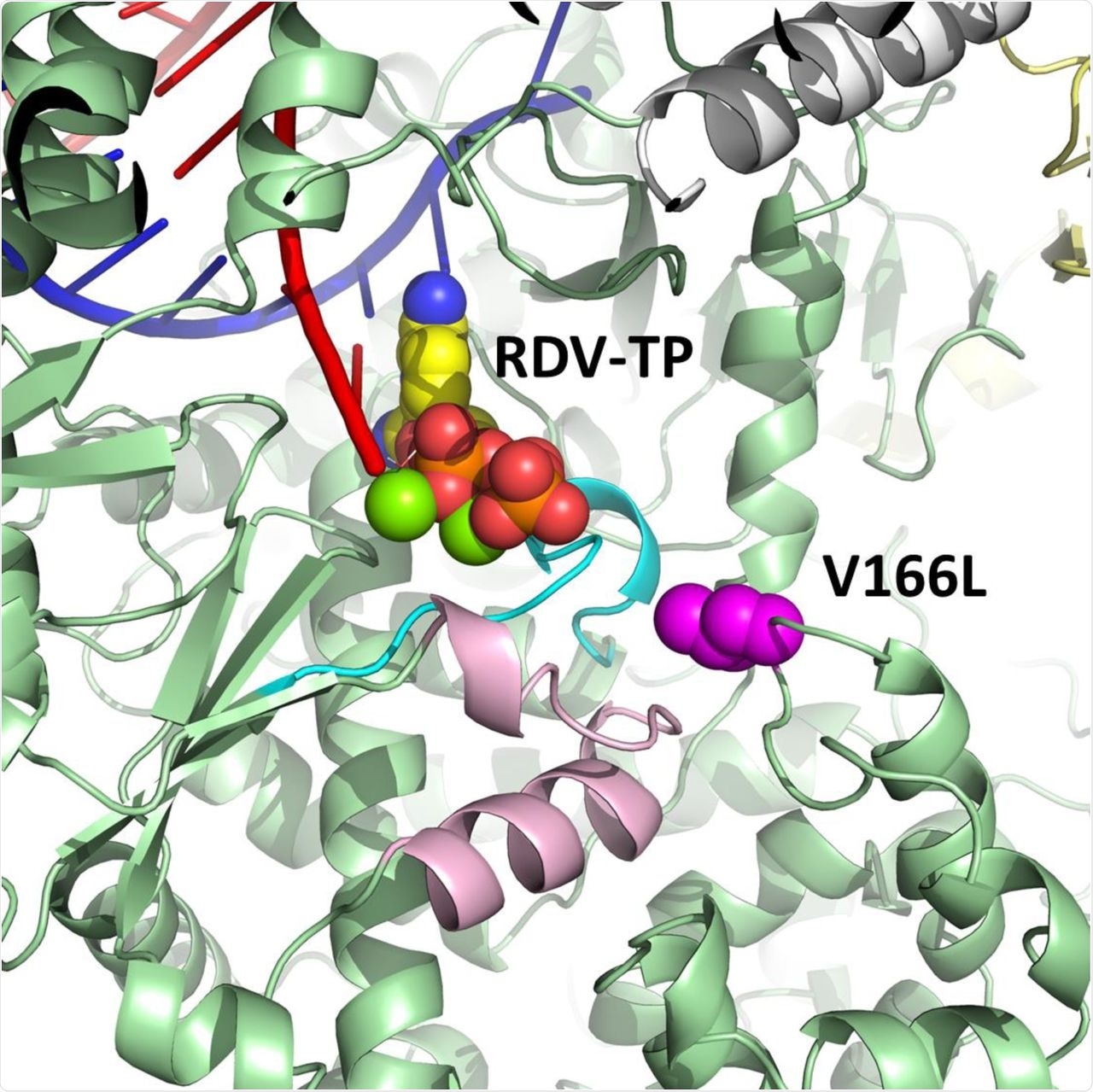 Model of pre-incorporated remdesivir triphosphate (RDV-TP) with a V166L substitution (magenta) in SARS-CoV-2 nsp12 (green).