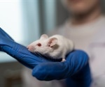 Mouse-adapted virus model to study persistent COVID induced lung disease