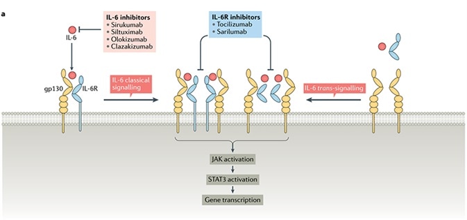 IL-6 signaling pathway.