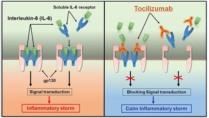 Tocilizumab calms the inflammatory storm.