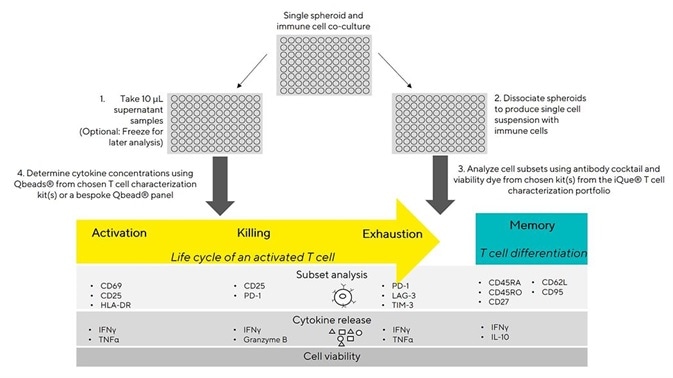 Illustration of the iQue® spheroid T cell killing assay principles.