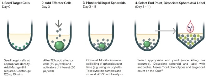 Assay Workflow - Protocol for analysis of T cells in a spheroid killing assay using the iQue®.