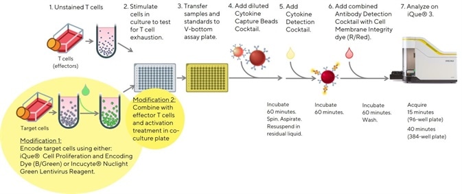 Easy to follow modified protocol to allow the inclusion of target cells in the assay. Allowing the analysis of T cell phenotypes and cytokine release using the iQue® Human T Cell Exhaustion Kit.