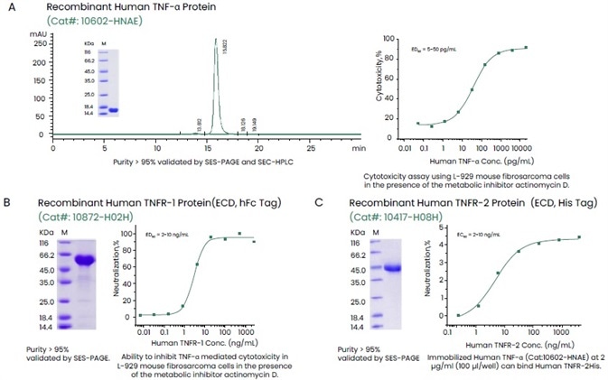 Examples of High-quality Recombinant TNF-α and Its Receptors TNFR-1 (hFc Tag) and TNFR-2 (His Tag).