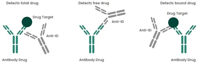 Types of Anti-IDs in PK Assays.