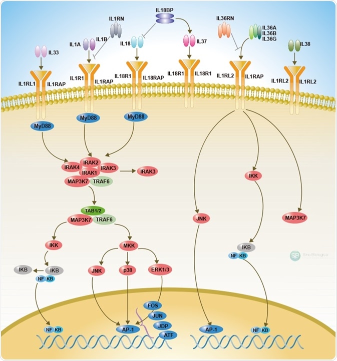 IL-1 Family Signaling Pathways (Reserved by Sino Biological).