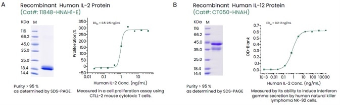 Examples of High-quality Recombinant Human IL-2 and IL-12.