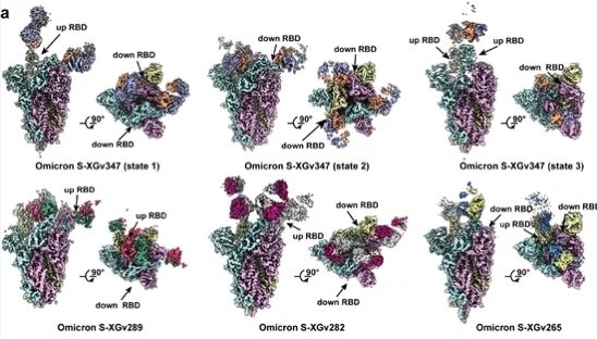 Different RBD binding patterns of the four selected neutralizing antibodies from different classes.