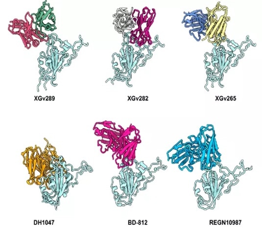 Binding epitopes of the four selected antibodies in comparison with licensed mAbs.