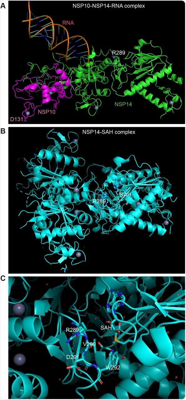 Mechanistic impact of NSP10 and NSP14 substitutions. (A) Location of L133 of NSP10 and R289 of NSP14 in a trimeric RNA-protein complex. L133 of NSP10 is located within an unstructured C-terminal tail close to D131, whereas R289 of NSP14 is away from the binding sites for NSP10 and RNA. Based on PyMol presentation of 7N0B from the PDB database. (B) Structural details on spike R289H of NSP14. R289 is a part of a key motif forming the binding pocket for S-adenosyl methionine, a cofactor required for the guanine-N7 methyltransferase activity. Shown in the structure is S-adenosyl homocysteine (SAH), an S-adenosyl methionine analog, bound to the pocket [12]. Based on PyMol presentation of 7R2V from the PDB database. (C) Same as (B) with the area for the SAM-binding pocket enlarged.