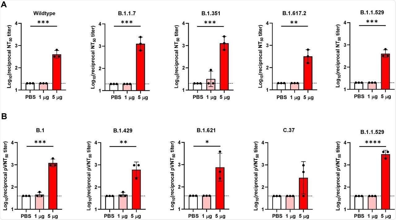 VFLIP-X elicits cross-neutralizing antibodies against SARS-CoV-2 VOCs and VOIs. BALB/c mice (n=3) were immunized at weeks 0 and 3 with 1 μg (pink) or 5 μg (red) of circRNA-LNP encoding VFLIP-X. Control mice were administered with PBS (white). (A) Live virus 50% neutralization titers (NT50) of seven weeks post-boost sera were determined against the indicated SARS-CoV-2 variants. (B) Lentivirus-based pseudovirus 50% neutralization titers (pVNT50) of seven weeks post-boost sera were determined against the indicated SARS-CoV-2 variants. Data are presented as GMT ± geometric SD. Horizontal dotted lines represent assay limits of detection. Control group was compared with 5 μg immunized group by student’s t-test (parametric, two-tailed unpaired). * p < 0.05, ** p < 0.01, *** p < 0.001, **** p < 0.0001.
