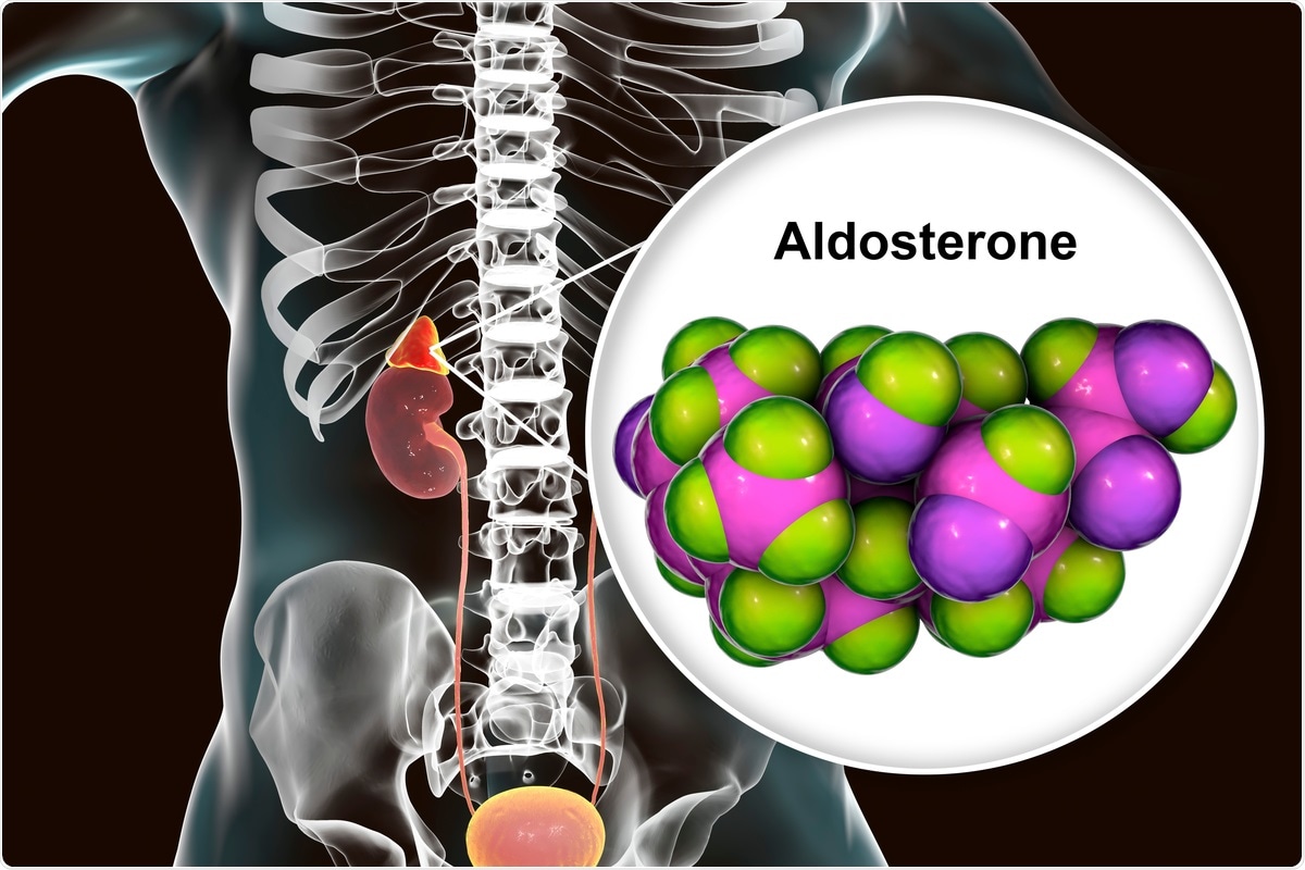Study: Unquantifiably Low Aldosterone Concentrations Are Prevalent in Hospitalised Covid-19 Patients but May Not Be Revealed By Chemiluminescent Immunoassay. Image Credit: Kateryna Kon / Shutterstock.com