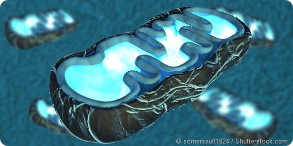 3D illustration of mitochondria, the energy providers of a eukaryotic cell