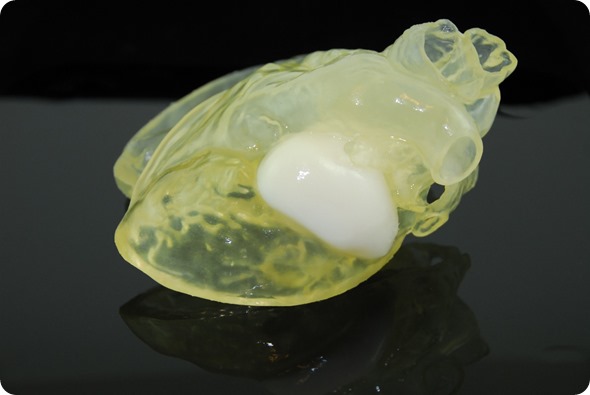 3D printed heart model