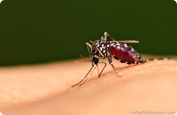 Aedes aegypti - 590