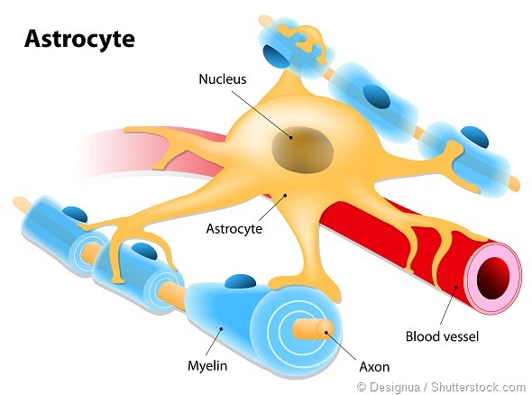 Astrocyte in association with a blood vessel and neurons on a white background