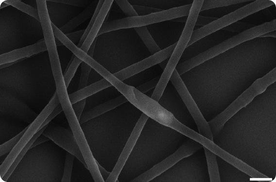 This scanning electron micrograph shows rod-shaped Pseudomonas fluorescens bacterium completely encased within the polymer fibers of an open-weave, porous hydrogel formed by electrospinning. In these bio-hybrid materials, the bacteria remain immobilized but viable for applications in biotechnology. The white scale bar in the lower right corner measures 1 micrometer."