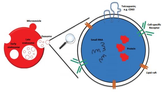 Schematic of an exosome budding from a cell and magnified to show major components.