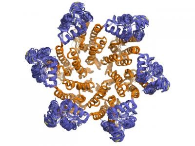 This is a view of the CA protein hexamer, which makes up the HIV capsid. This image, which reflects a perspective from inside the capsid, is a superposition of the structures reported in the new Cell paper. It shows that six N-terminal domains of CA (colored orange) form the core of the hexamer, and this core is surrounded by a floppy belt of C-terminal domains (colored blue). Credit: The Scripps Research Institute