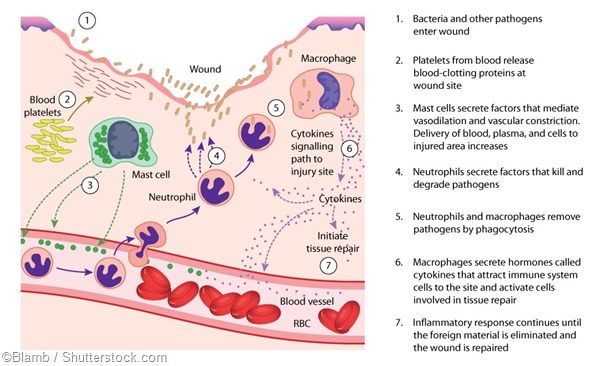 Chemical cellular inflammatory response