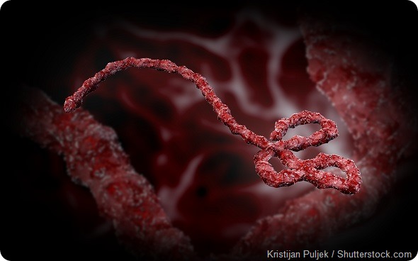 Ebola virus 3D render