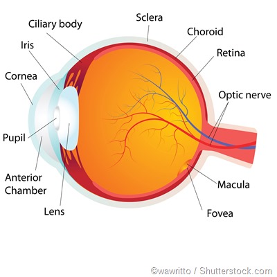 Eye anatomy diagram