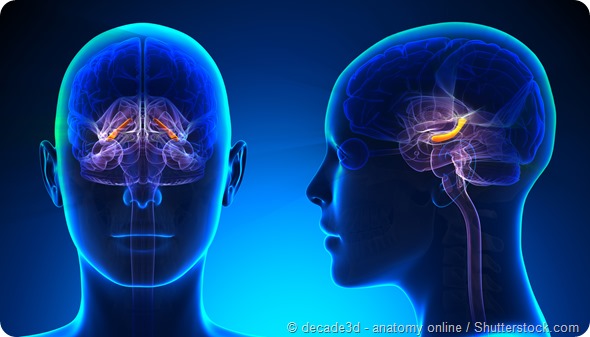 Female Hippocampus Brain Anatomy - blue concept