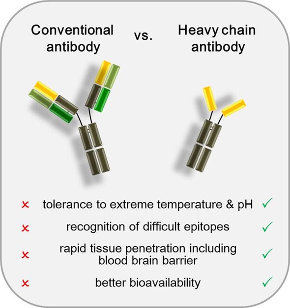 heavy chain antibodies