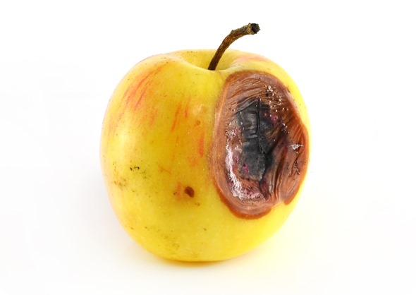 Pressure ulcer represented on an apple