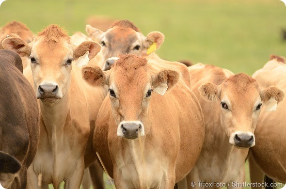 Group of Cows