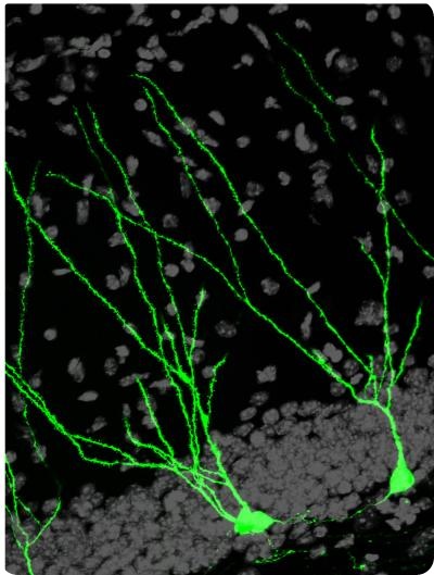 Human brains sprout new neurons -- shown in green -- throughout life, particularly in the hippocampus, the brain's learning and memory center.