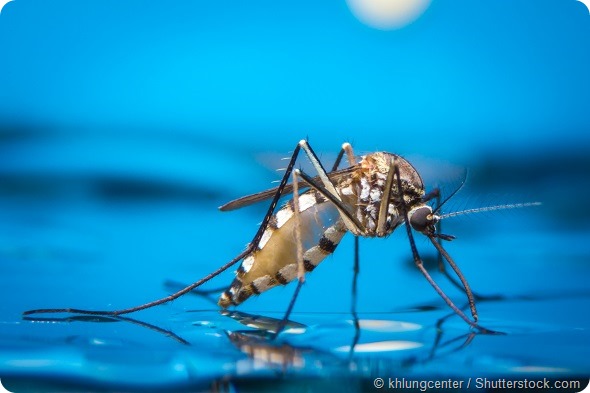 Macro of a Mosquito on water,Mosquitoes in the rainy season