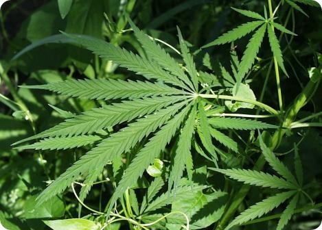 Marijuana / cannabis plant