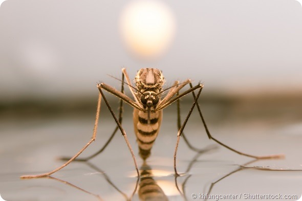 Mosquito on sunset background,macro of a Mosquito on water