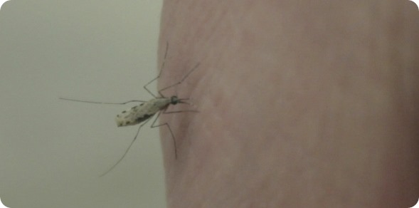 Mosquito resized 1