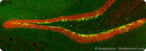 New born neurons in the transgenic mouse hippocampus (dentate gyrus) labeled with green fluorescent marker. Implicated in mood and memory